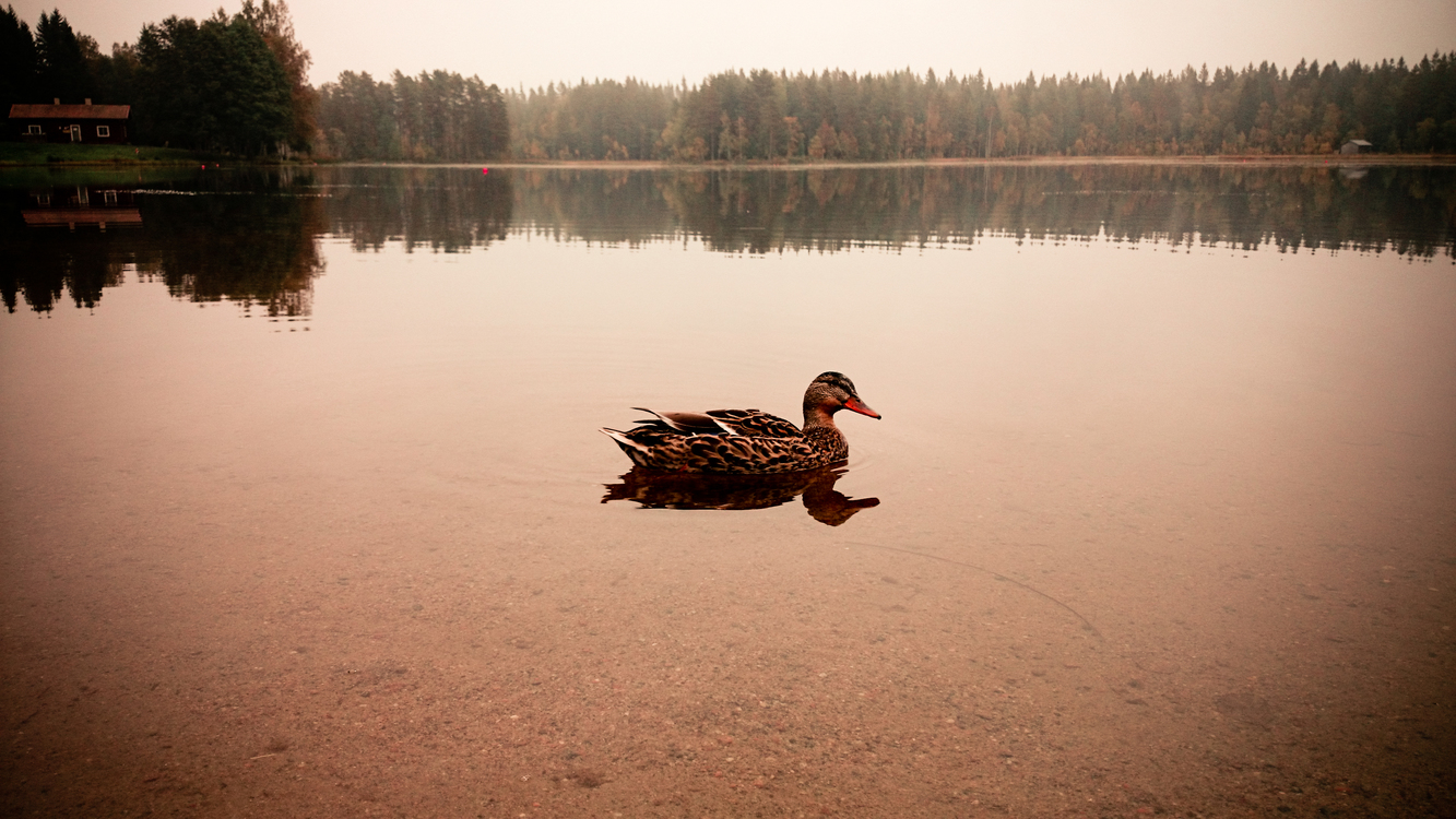 Goose,Water Bird,Reflection