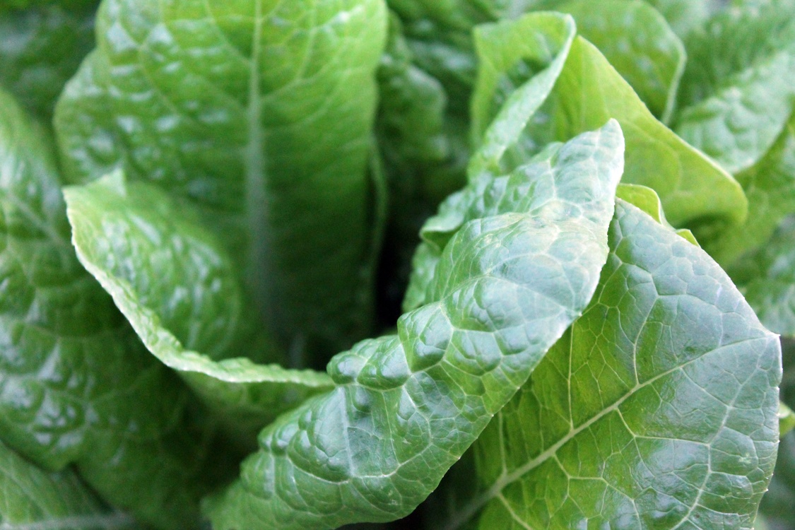 Cabbage,Vegetarian Food,Leaf