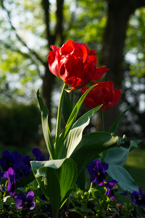 Plant,Flower,Canna Lily
