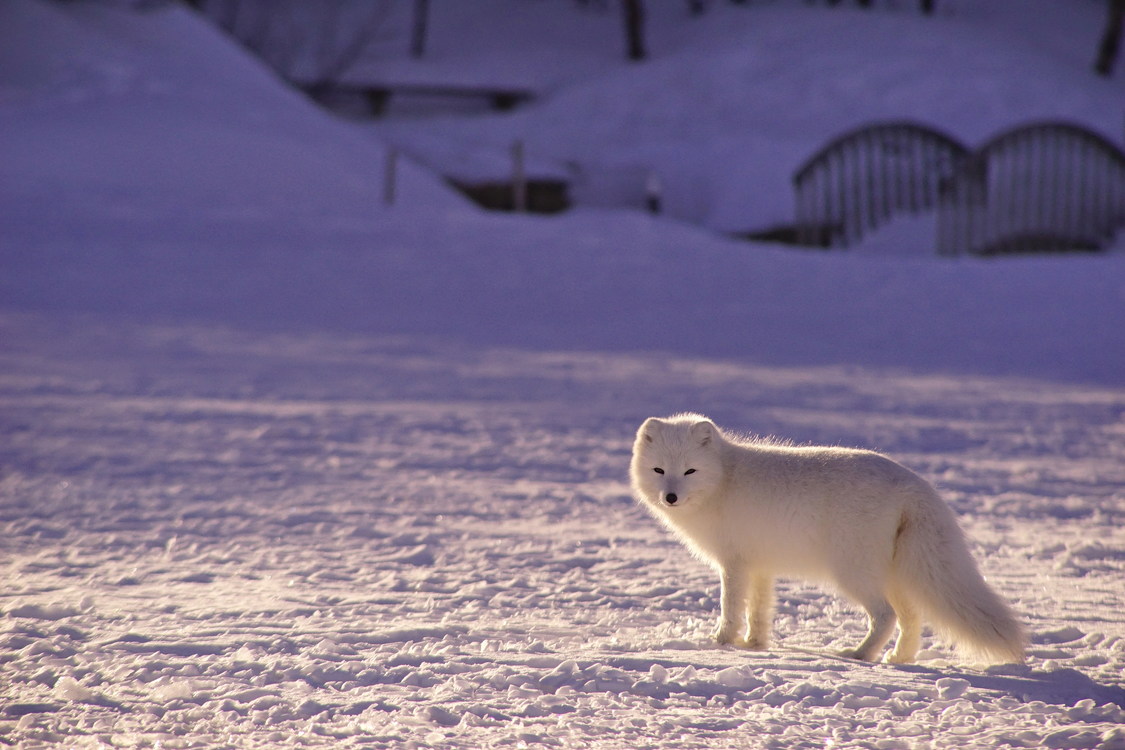 Arctic Fox,Wildlife,Winter
