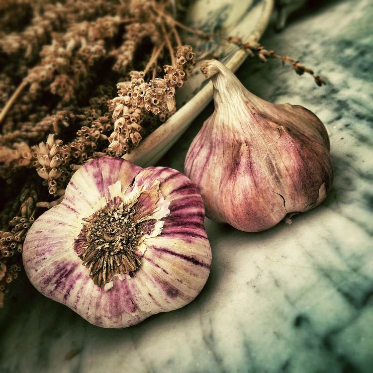 Elephant Garlic,Plant,Onion