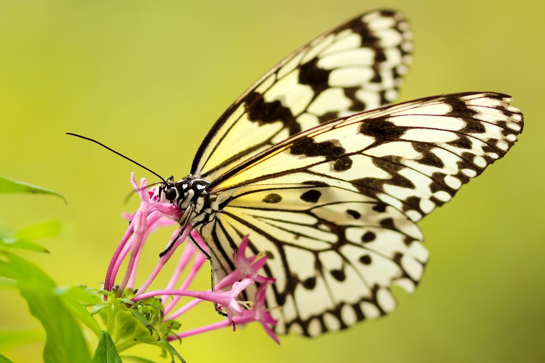 Butterfly,Nectar,Moth