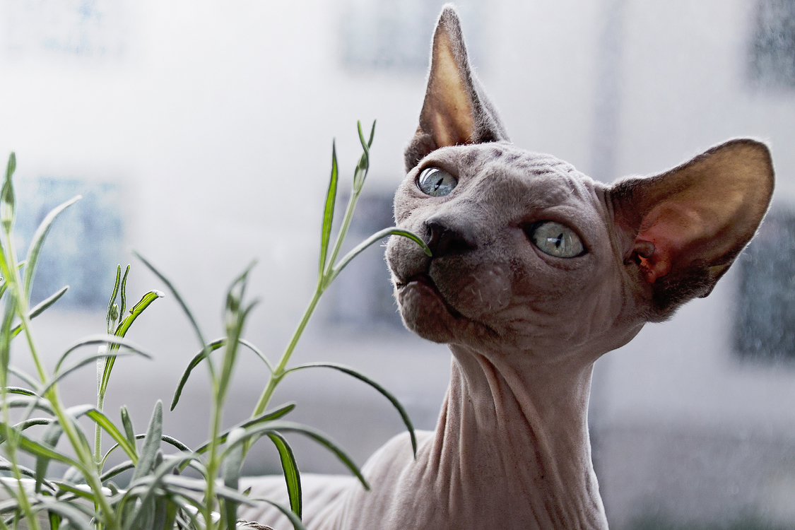Domestic Short Haired Cat,Peterbald,Small To Medium Sized Cats