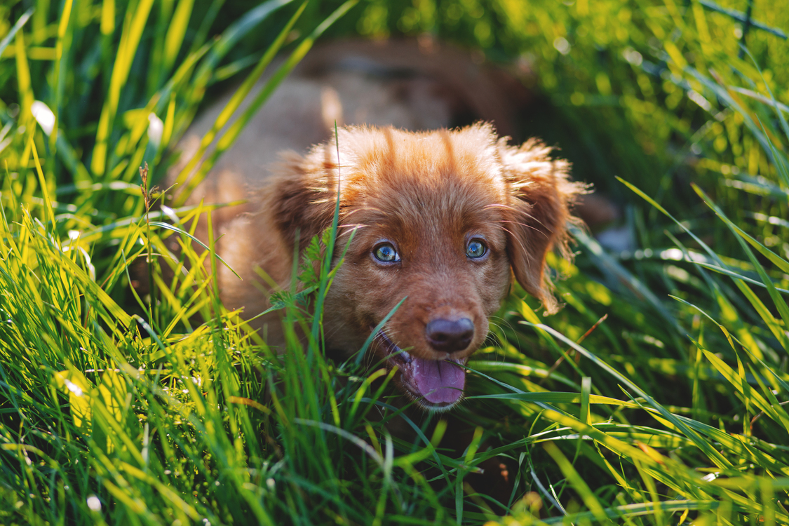 Companion Dog,Grass Family,Puppy