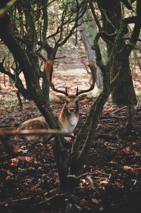 Wildlife,Deer,Woodland