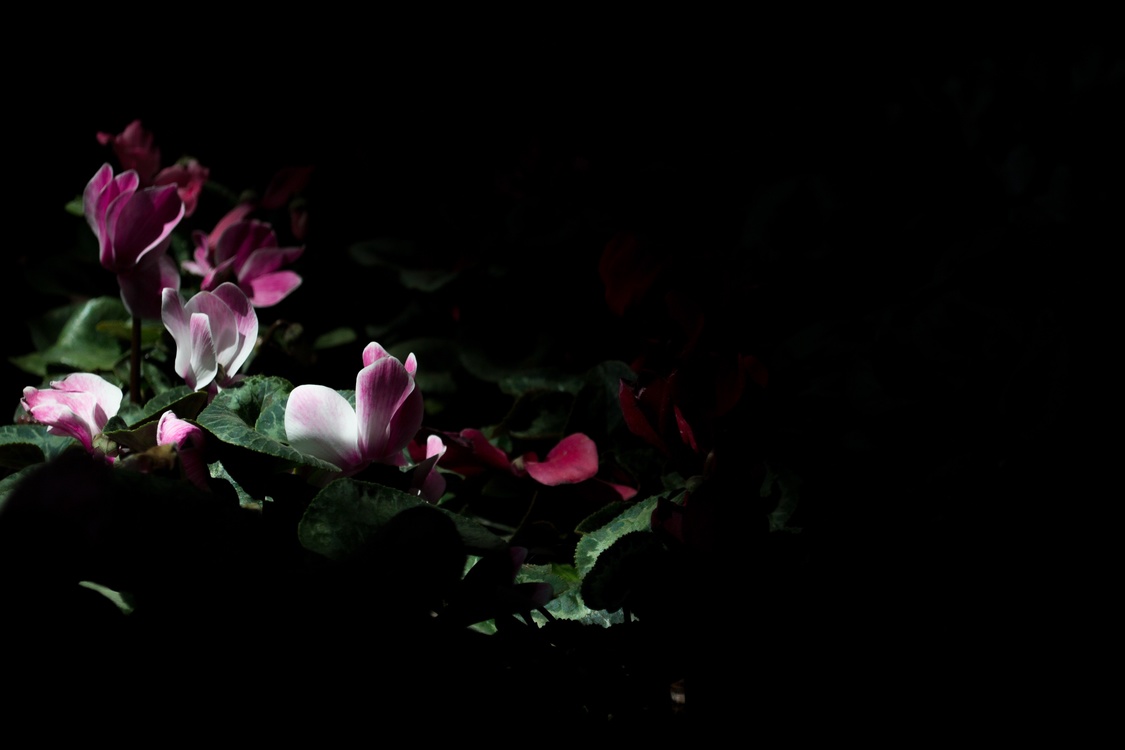 Garden Roses,Petal,Midnight