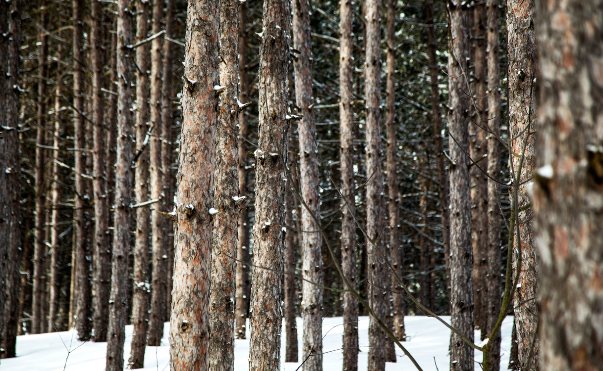 Temperate Coniferous Forest,Plant,Winter