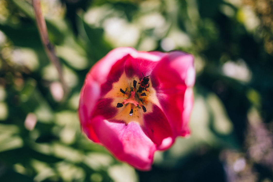 Pink,Pollen,Plant