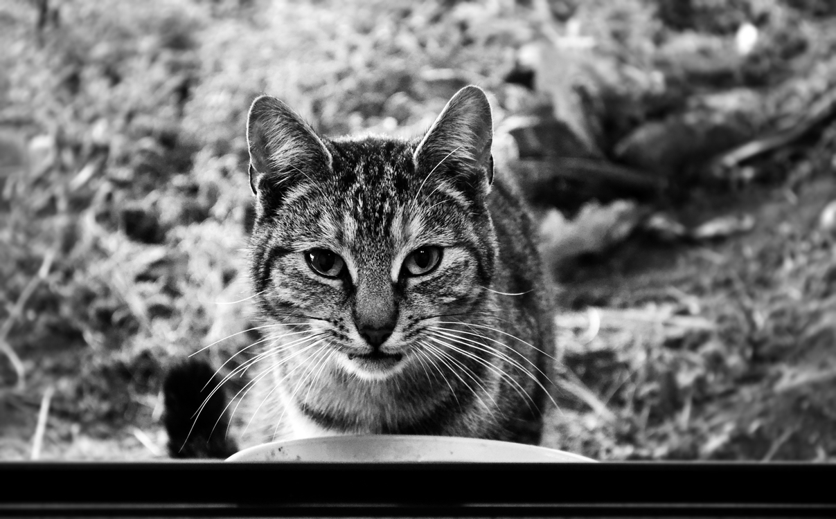 Domestic Short Haired Cat,Wildlife,Monochrome Photography