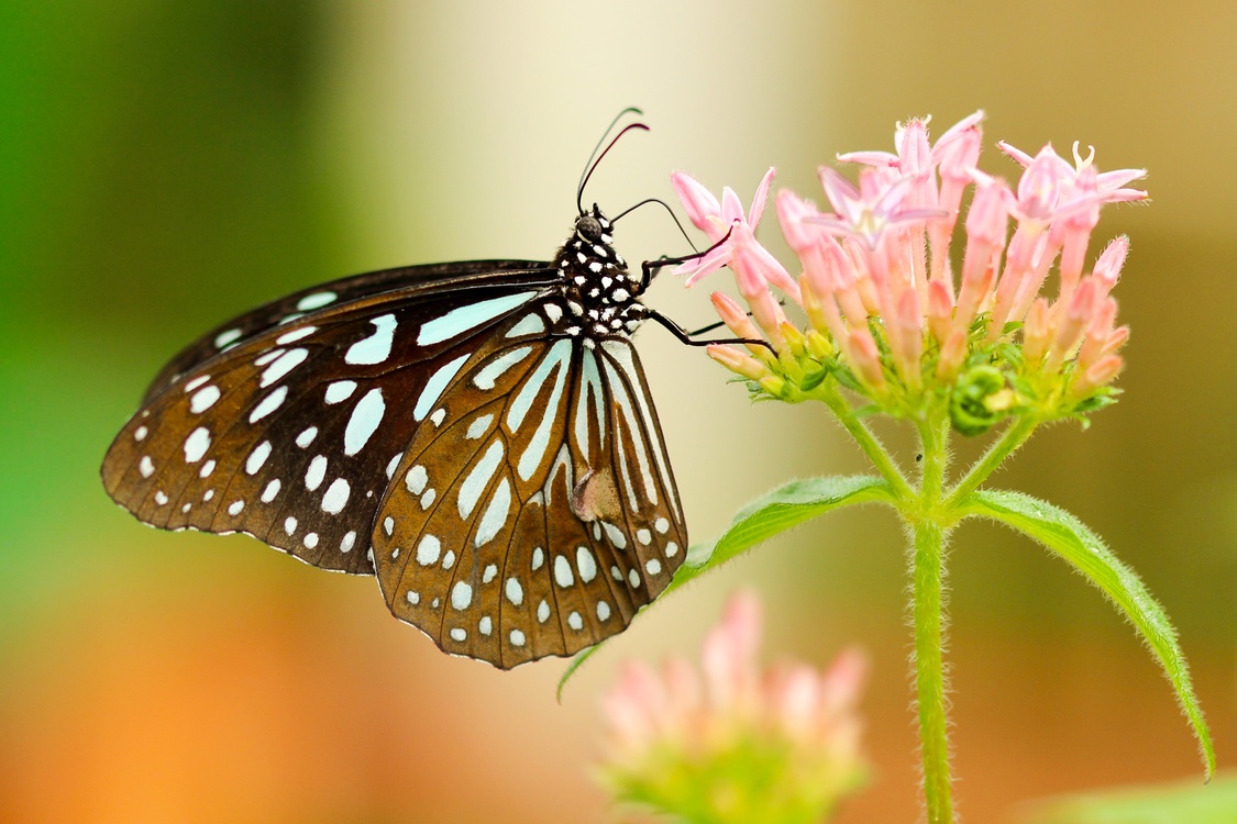 Butterfly,Flower,Nectar