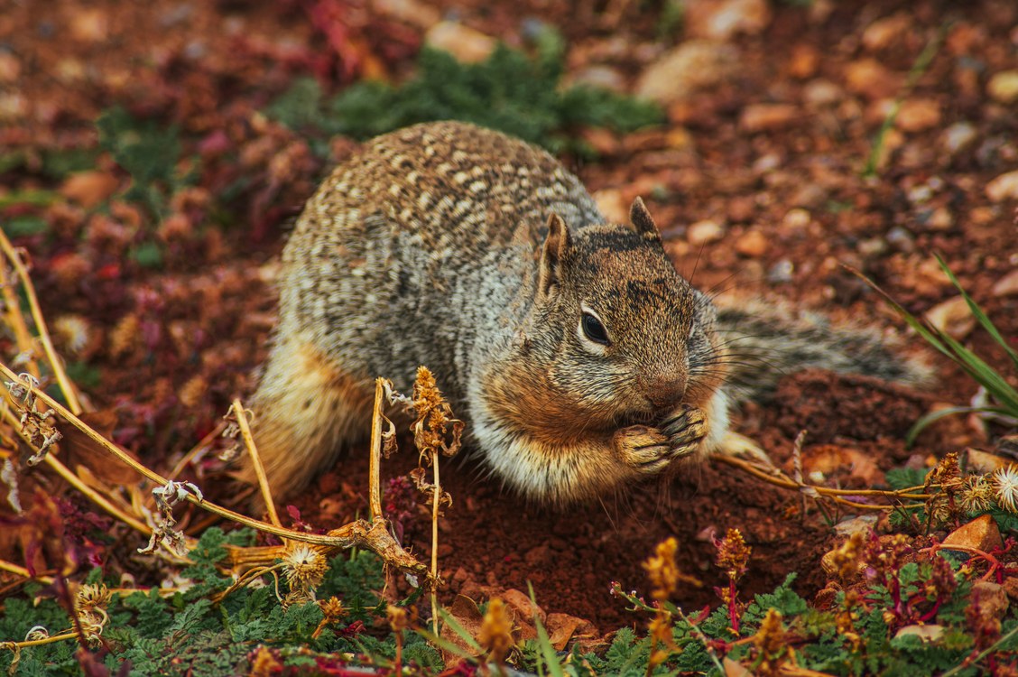 Snout,Wildlife,Squirrel