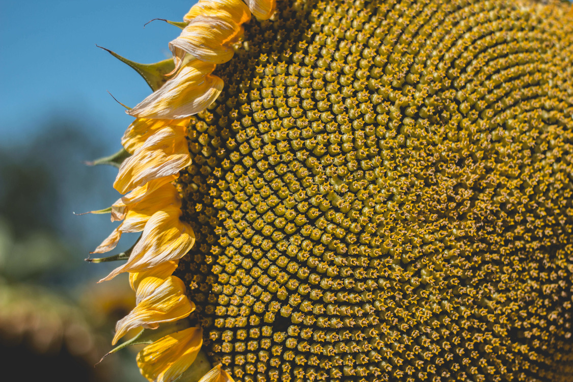 Sunflower Seed,Pollen,Close Up