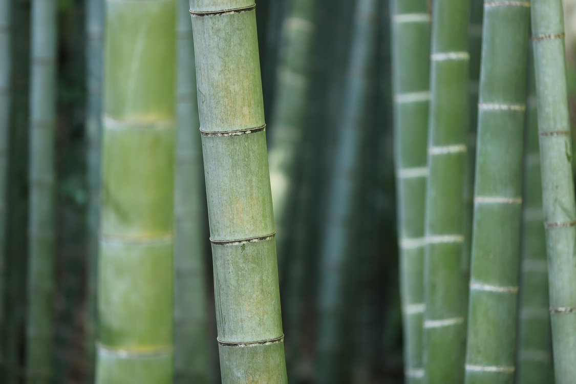 Plant Stem,Horsetail,Bamboo
