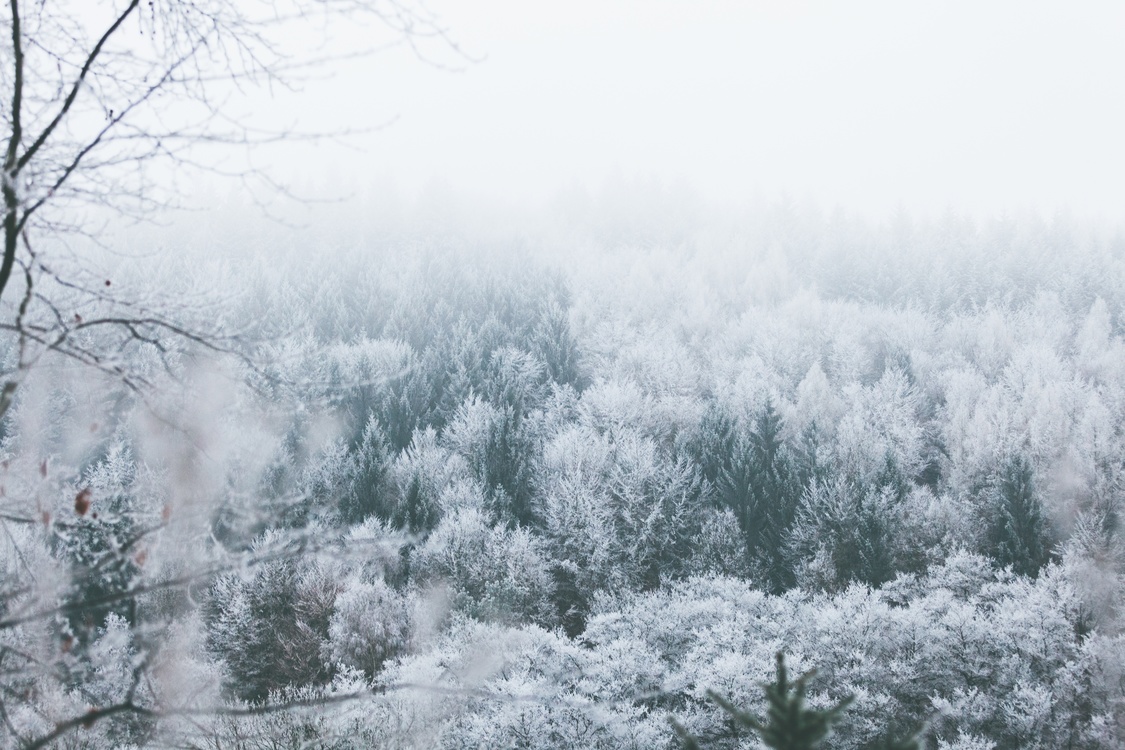 Fir,Forest,Winter