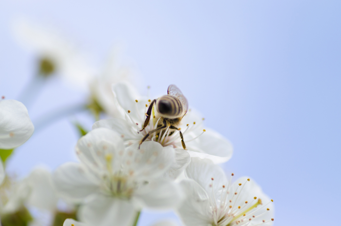 Pollen,Pollinator,Flower