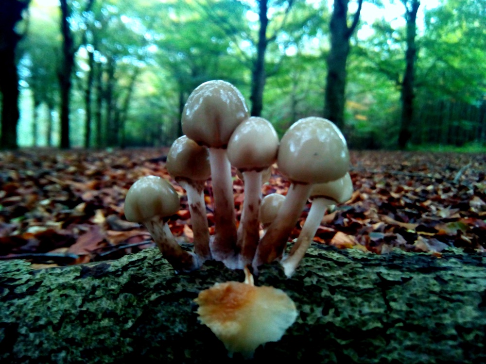 Oyster Mushroom,Penny Bun,Mushroom