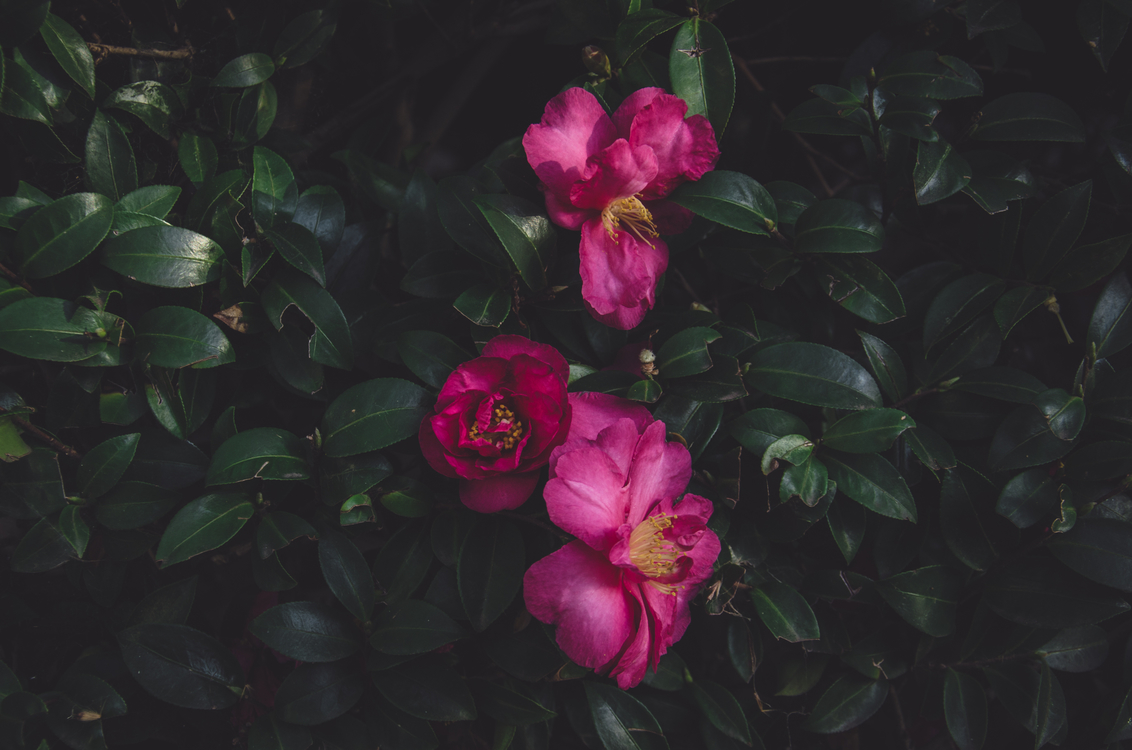 Peony,Garden Roses,Petal