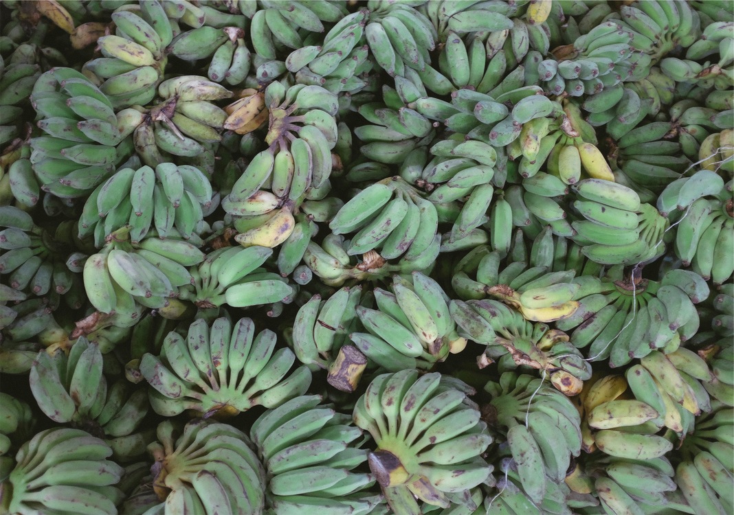 Plant,Banana,Cooking Banana
