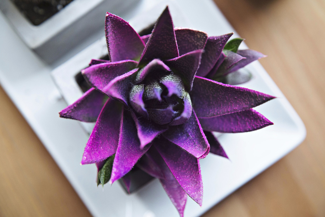 Purple,Petal,Plant
