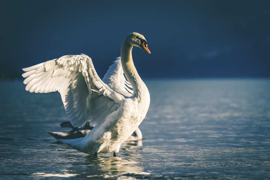 Pelican,Wildlife,Water Bird