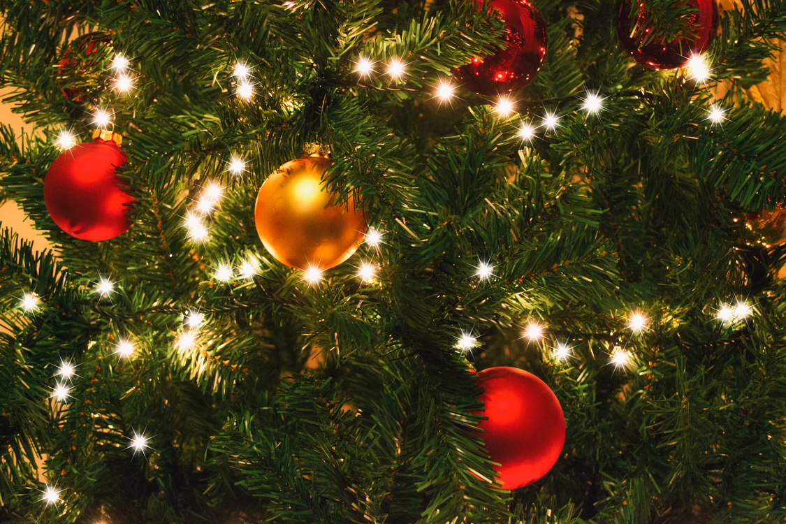 Fir,Evergreen,Christmas Decoration