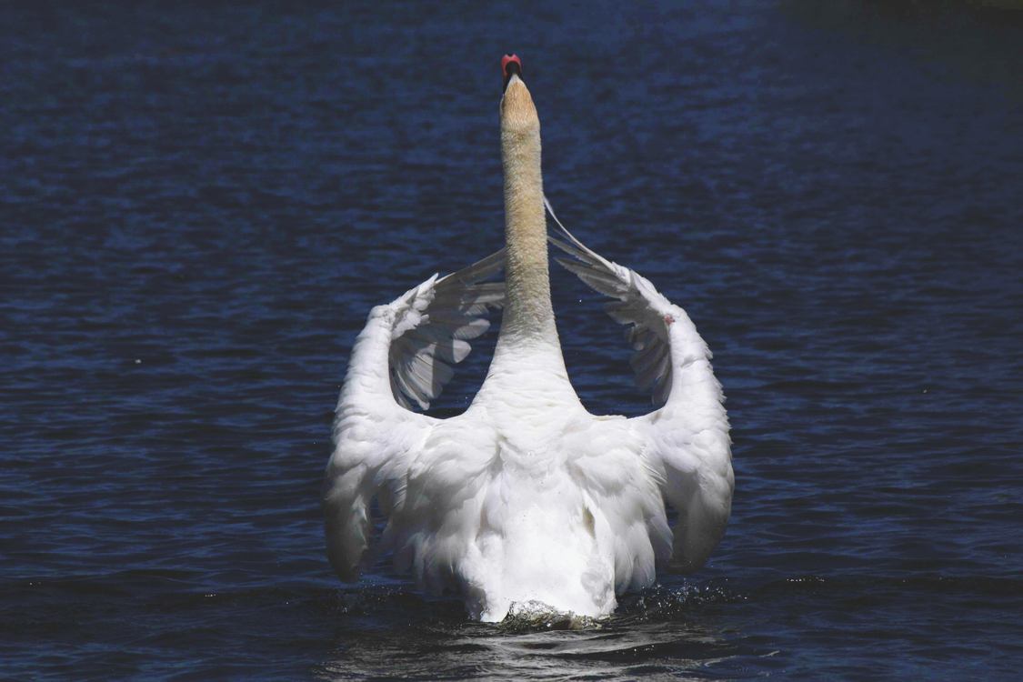 Wildlife,Water Bird,Swan