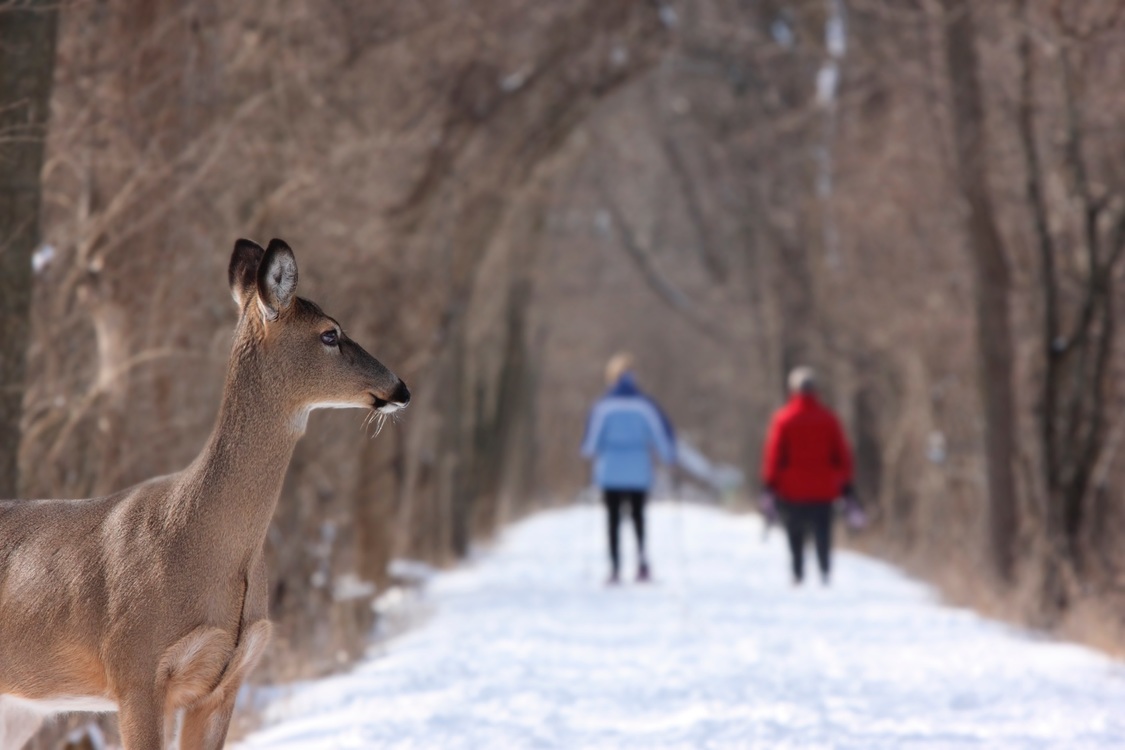 Freezing,Wildlife,Deer