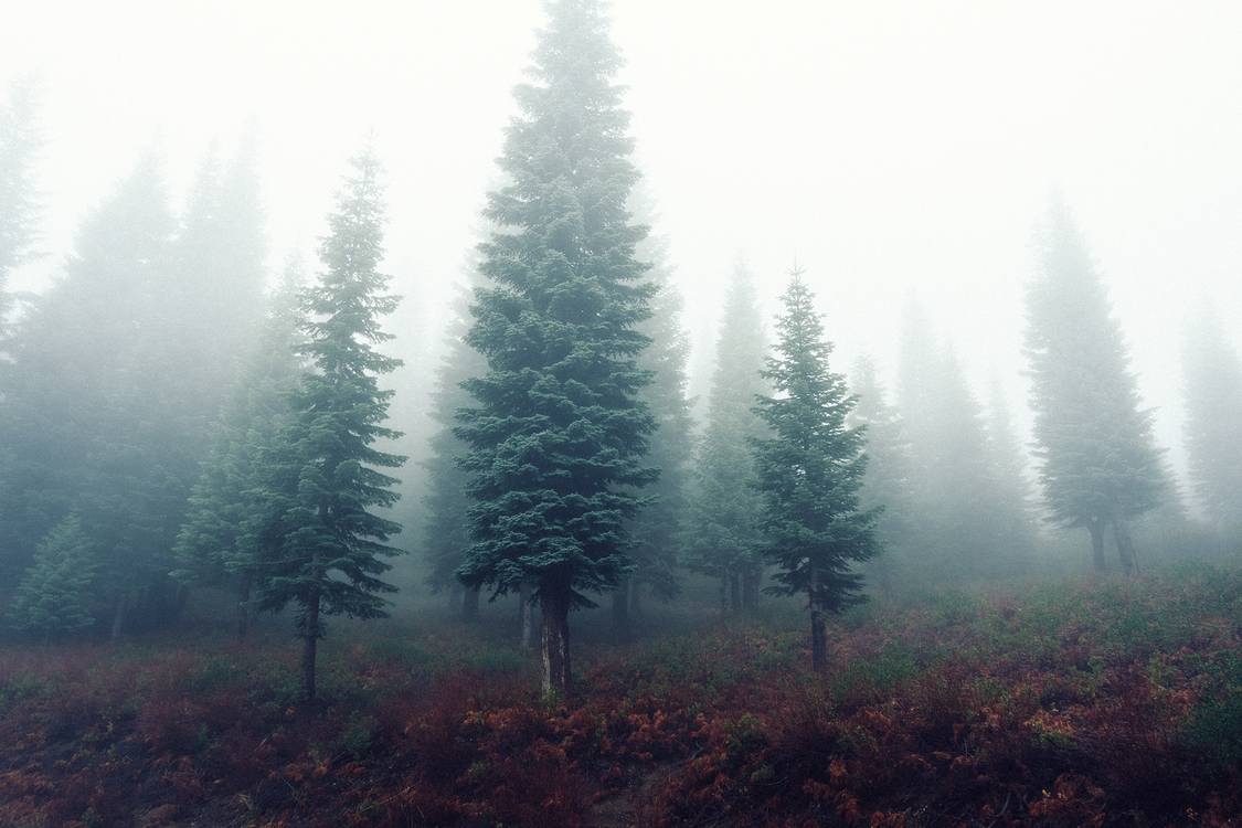 Atmosphere,Phenomenon,Temperate Broadleaf And Mixed Forest