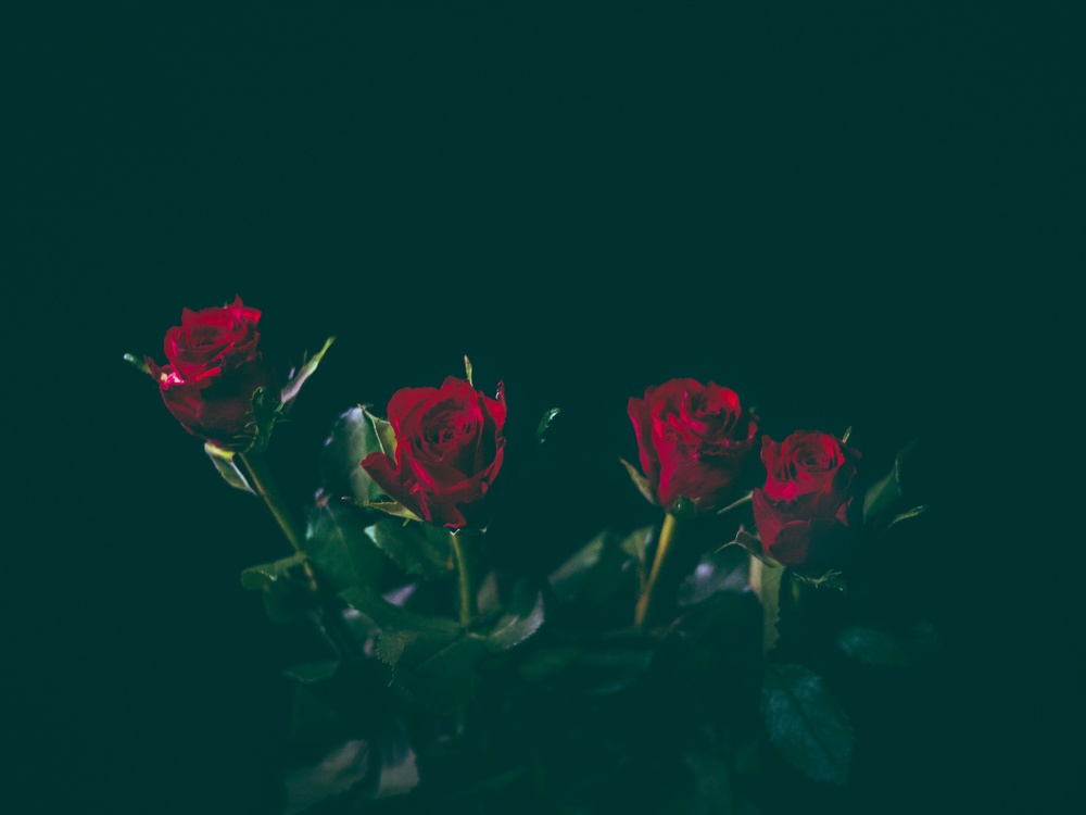Garden Roses,Petal,Magenta