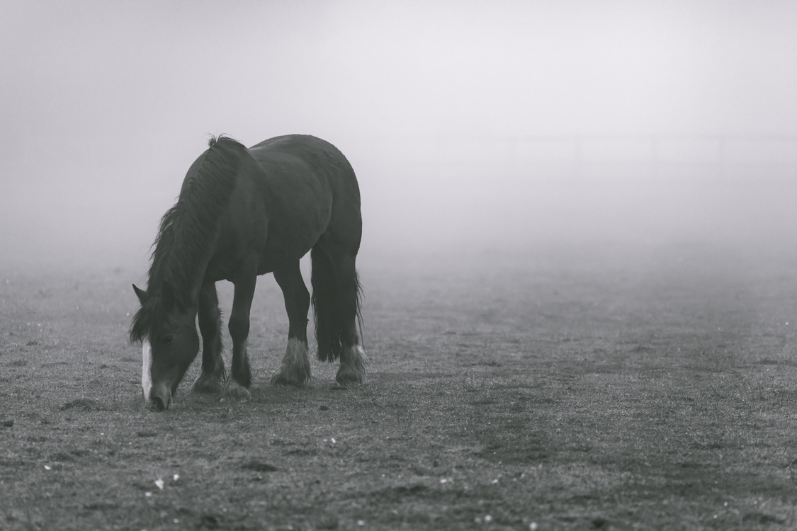 Mare,Horse,Mist
