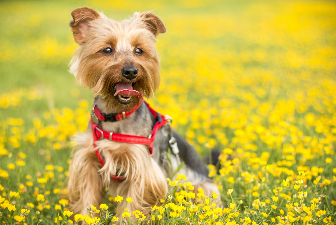 Companion Dog,Flower,Meadow