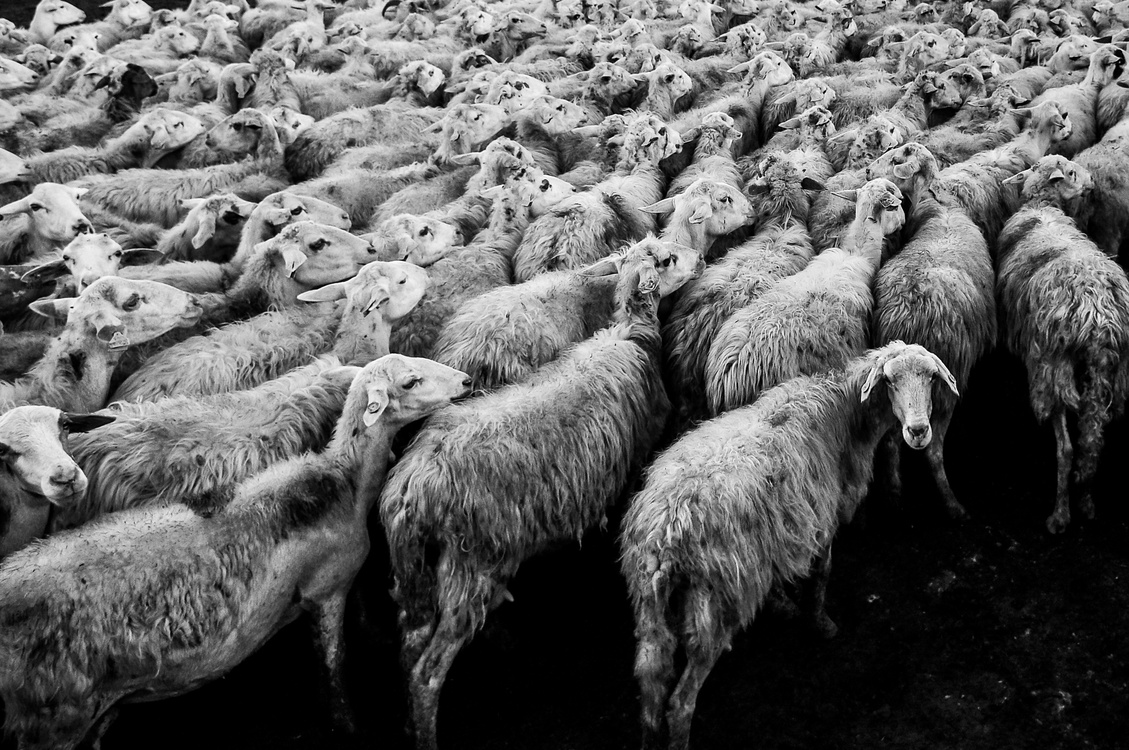 Sheep,Shepherd,Livestock