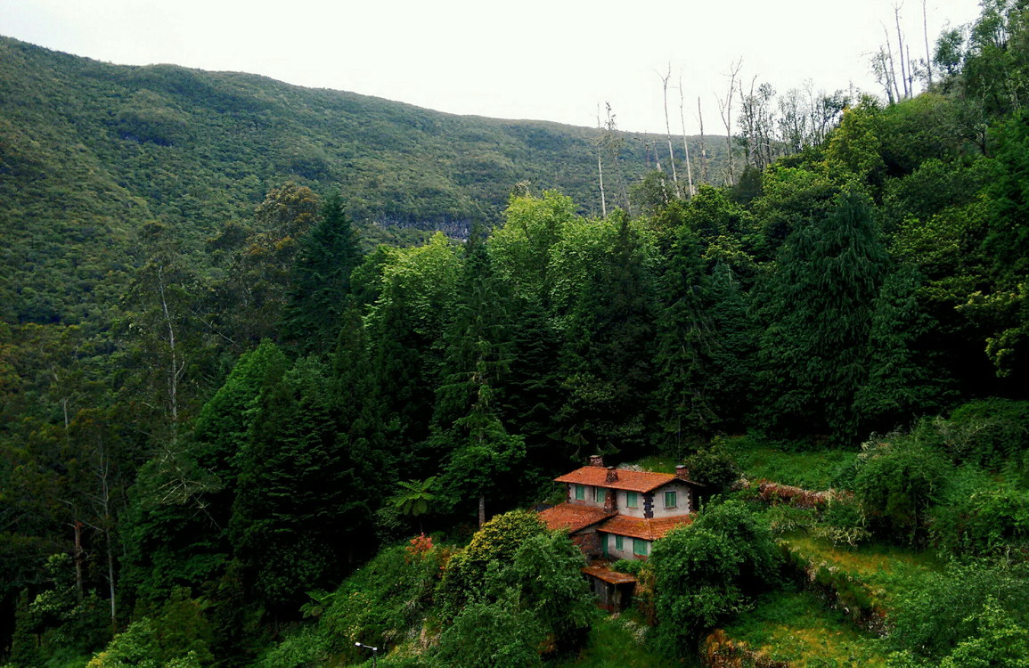 Valdivian Temperate Rain Forest,Temperate Broadleaf And Mixed Forest,Conifer