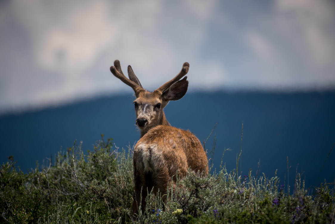 Elk,Wildlife,Wilderness