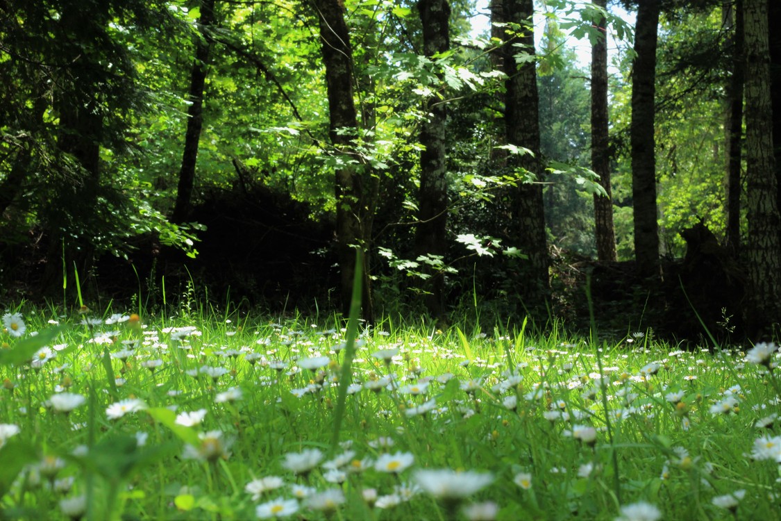 Meadow,Temperate Broadleaf And Mixed Forest,Spring