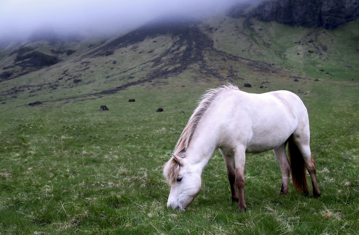 Pony,Meadow,Mount Scenery