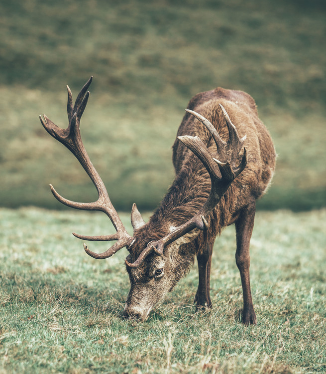 Elk,Wildlife,Grass