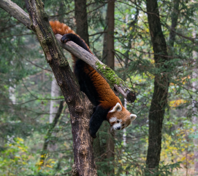 Red Panda,National Park,Wildlife