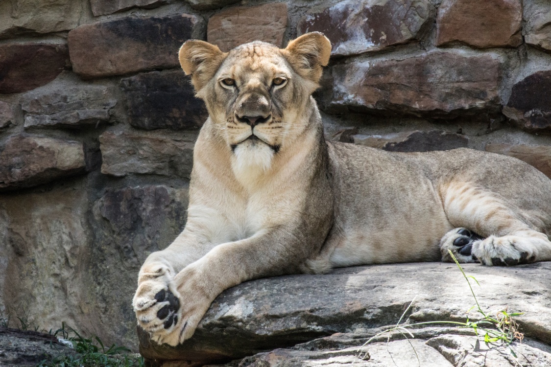 Masai Lion,Wildlife,Puma