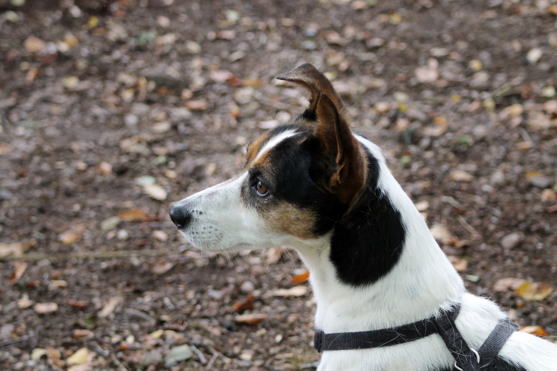 Companion Dog,Miniature Fox Terrier,Smooth Fox Terrier