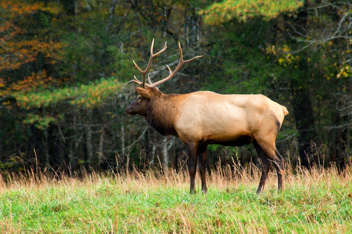 Elk,Wildlife,Meadow