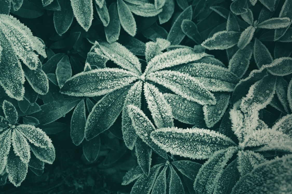 Frost,Plant,Flora