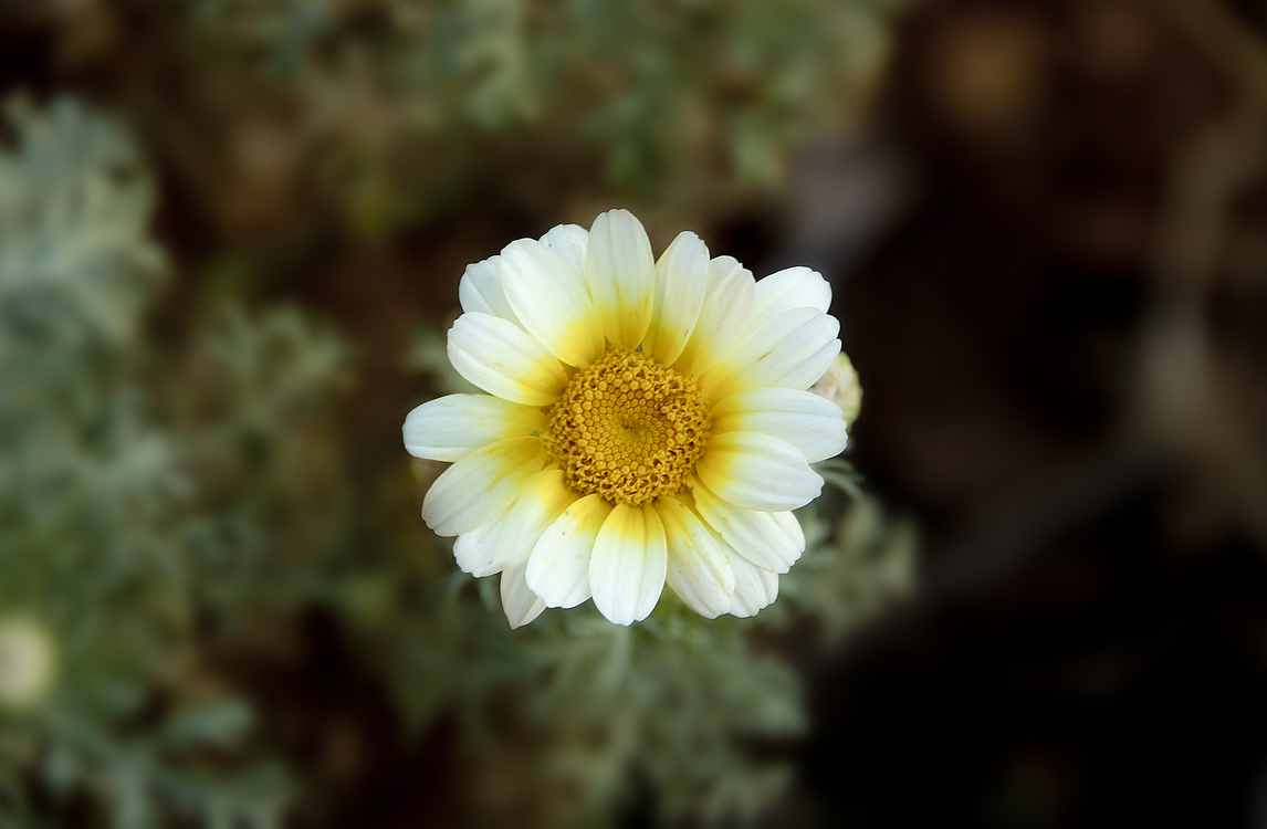 Chrysanthemum Coronarium,Plant,Flora