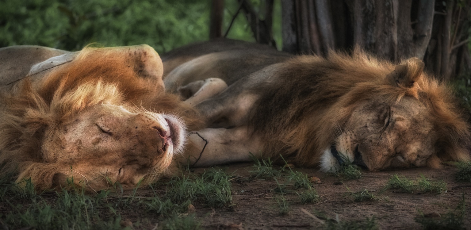 Masai Lion,Wildlife,Big Cats