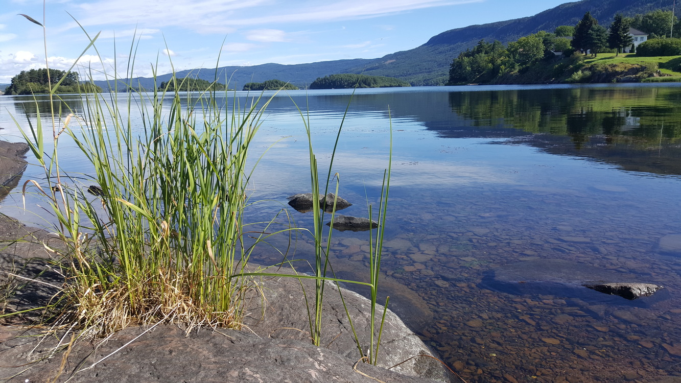 Reservoir,Loch,Grass Family