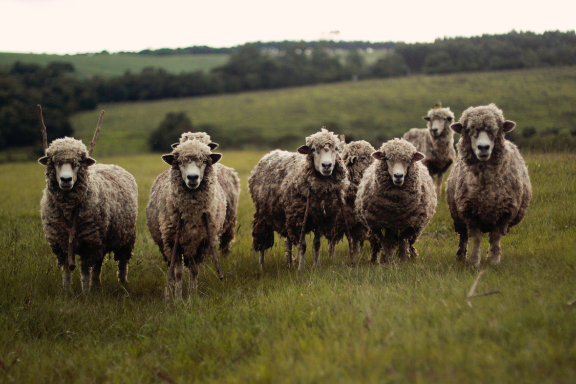 Sheep,Herding,Livestock