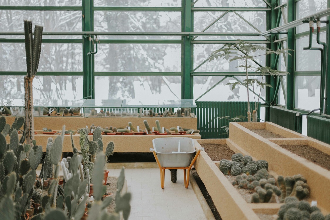 Plant,Window,Greenhouse