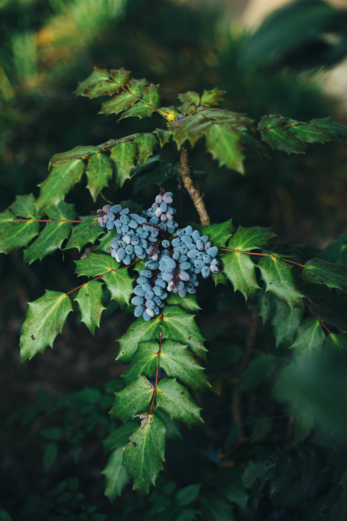 Plant,Oregon Grape,Grapevine Family