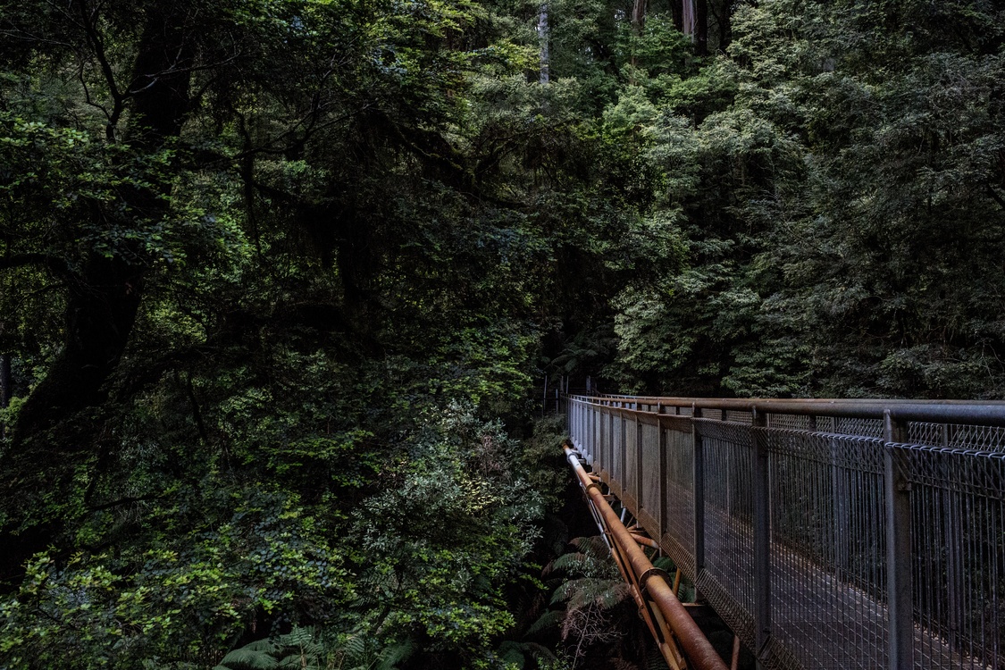 Valdivian Temperate Rain Forest,Spruce Fir Forest,Nature Reserve