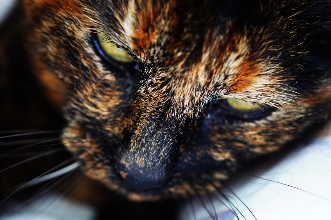 Domestic Short Haired Cat,Toyger,Close Up